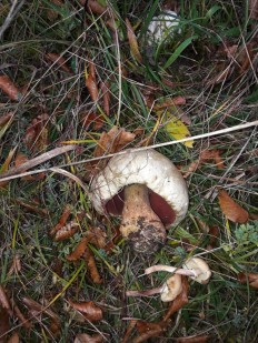 Rubroboletus satanas - Сатанинский гриб
