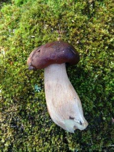 Tricholoma fulvum - Рядовка жёлто-бурая