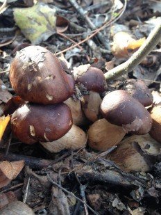 Tricholoma fulvum - Рядовка жёлто-бурая