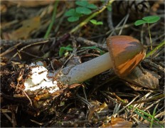 Amanita porphyria - Мухомор порфировый