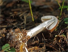 Amanita porphyria - Мухомор порфировый