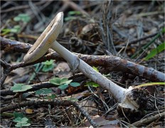 Amanita porphyria - Мухомор порфировый