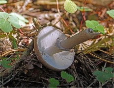 Amanita porphyria - Мухомор порфировый