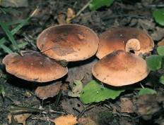 Tricholoma fulvum - Рядовка жёлто-бурая