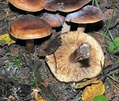 Tricholoma fulvum - Рядовка жёлто-бурая