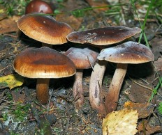 Tricholoma fulvum - Рядовка жёлто-бурая