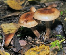 Tricholoma fulvum - Рядовка жёлто-бурая