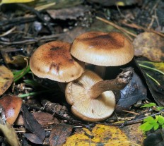 Tricholoma fulvum - Рядовка жёлто-бурая