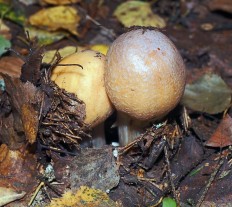 Cortinarius caperatus - Колпак кольчатый