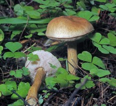 Tylopilus felleus - Жёлчный гриб