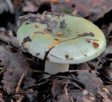 Russula aeruginea - Сыроежка зелёная
