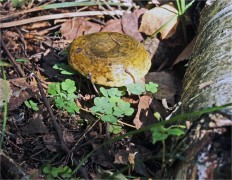 Lactarius necator - Чёрный груздь