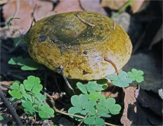 Lactarius necator - Чёрный груздь