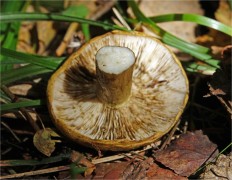 Lactarius necator - Чёрный груздь