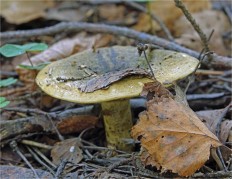 Lactarius necator - Чёрный груздь