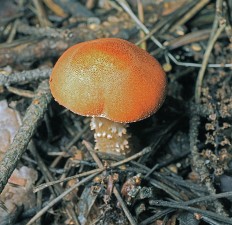 Cystodermella cinnabarina - Зонтик красный