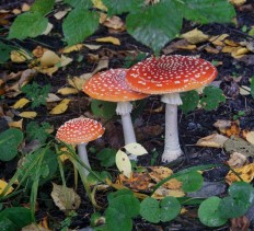 Amanita muscaria - Мухомор красный