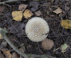 Amanita pantherina - Мухомор пантерный