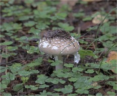 Amanita pantherina - Мухомор пантерный