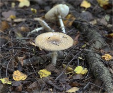 Amanita pantherina - Мухомор пантерный