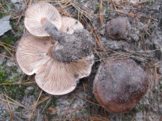 Tricholoma albobrunneum - Рядовка бело-коричневая
