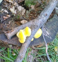 Laetiporus sulphureus - Трутовик серно-жёлтый