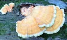 Laetiporus sulphureus - Трутовик серно-жёлтый