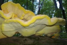 Laetiporus sulphureus - Трутовик серно-жёлтый