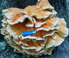 Laetiporus sulphureus - Трутовик серно-жёлтый