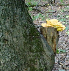 Laetiporus sulphureus - Трутовик серно-жёлтый