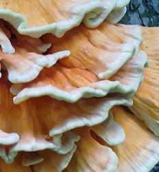 Laetiporus sulphureus - Трутовик серно-жёлтый