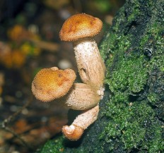 Armillaria mellea; Armillaria borealis - Опёнок осенний