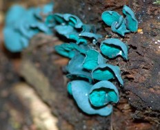 Chlorociboria aeruginascens - Хлороцибория сине-зеленоватая