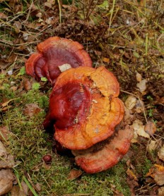 Ganoderma lucidum - Трутовик лакированный (Гриб Рейши)