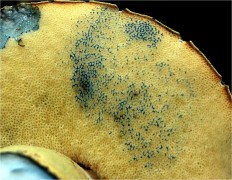 Гиропорус синеющий