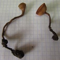 Dumontinia tuberosa - Склеротиния клубневая