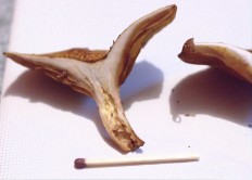Paxillus rubicundulus - Свинушка ольховая (Свинушка осиновая)