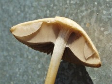 Psathyrella spadiceogrisea - Псатирелла серо-бурая