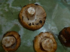 Russula foetens - Валуй