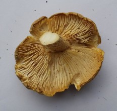 Пилолистник чешуйчатый (Шпальный гриб)