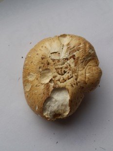 Пилолистник чешуйчатый (Шпальный гриб)
