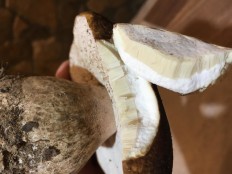 Boletus reticulatus - Белый гриб дубовый