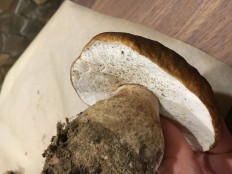 Белый гриб сетчатый