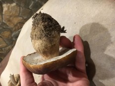 Белый гриб дубовый (Боровик сетчатый)