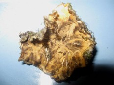 Stereum hirsutum - Стереум жёстковолосистый