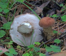 Tylopilus felleus - Жёлчный гриб