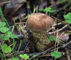 Tylopilus felleus - Жёлчный гриб