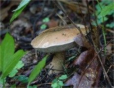 Tylopilus felleus - Жёлчный гриб