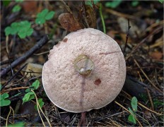 Tylopilus felleus - Жёлчный гриб