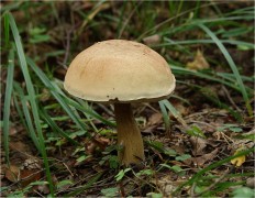 Tylopilus felleus - Жёлчный гриб